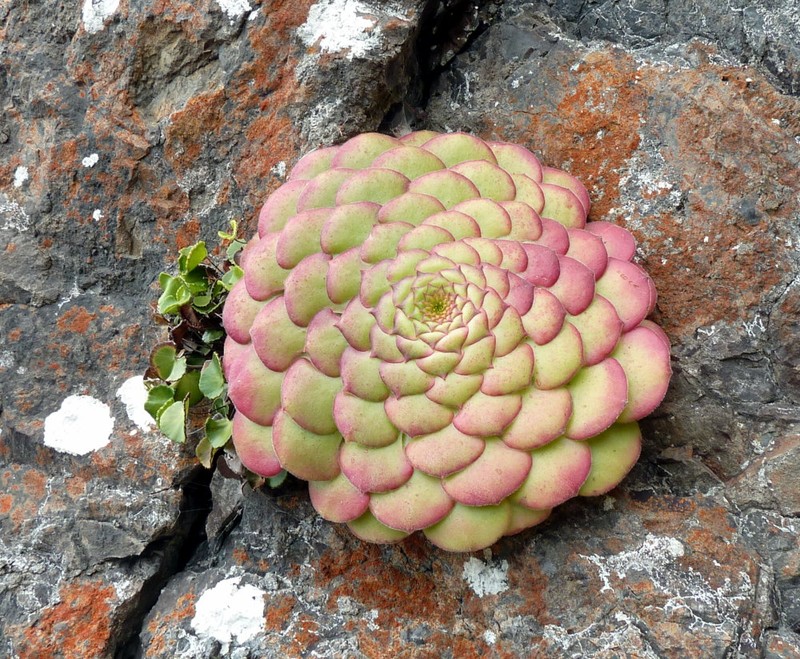 Aeonium glandulosum