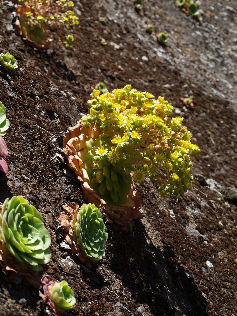 Aeonium glandulosum photo 6