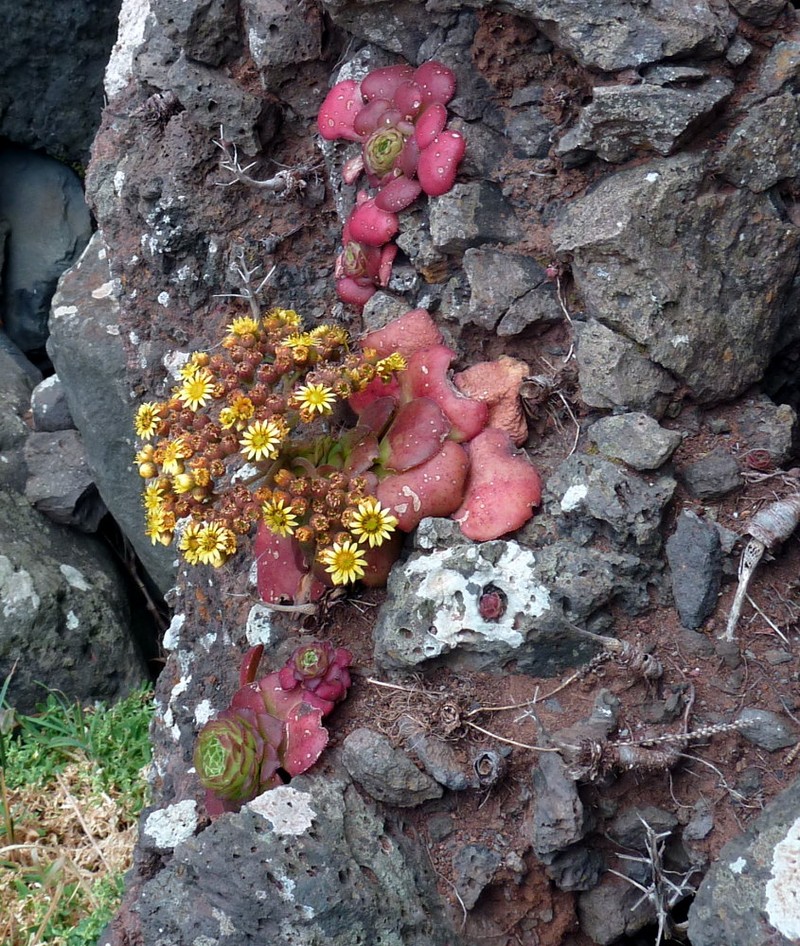 Aeonium glandulosum photo 7