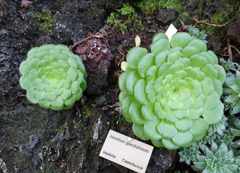 Aeonium glandulosum photo 8