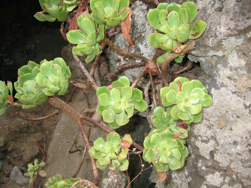 Aeonium glutinosum photo 2