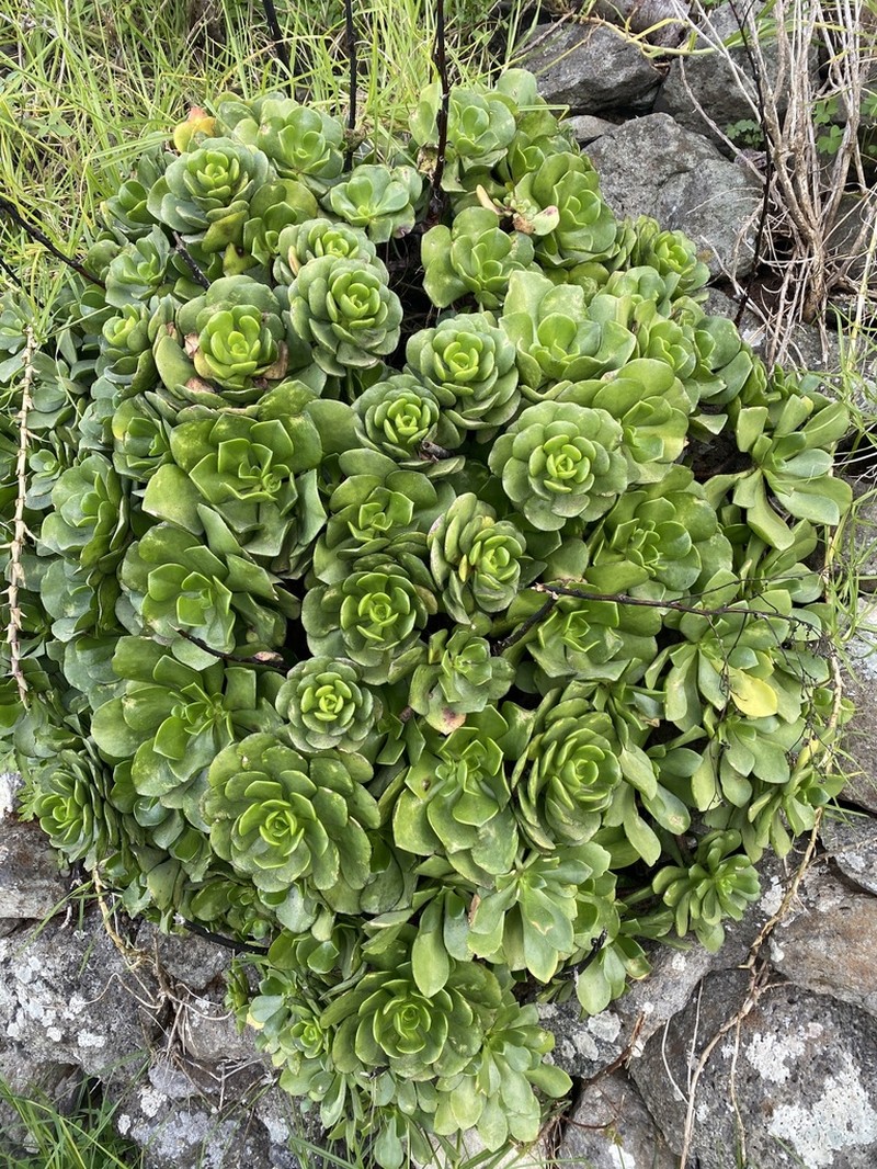 Aeonium glutinosum photo 3