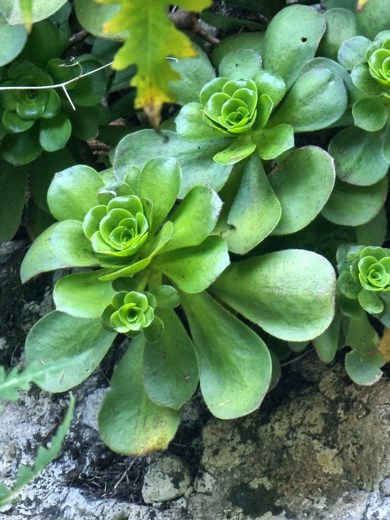 Aeonium glutinosum photo 4