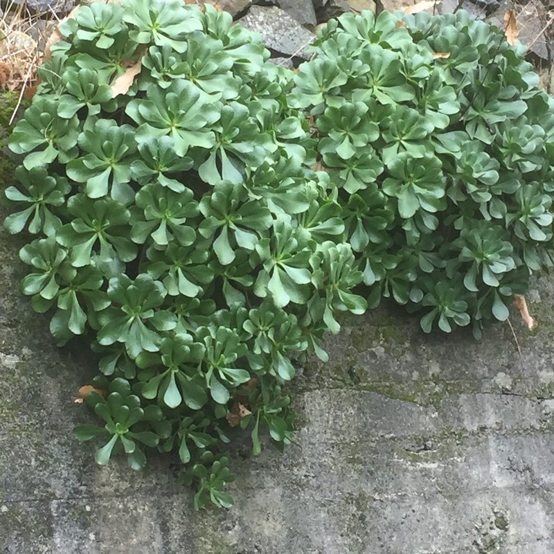 Aeonium glutinosum photo 5