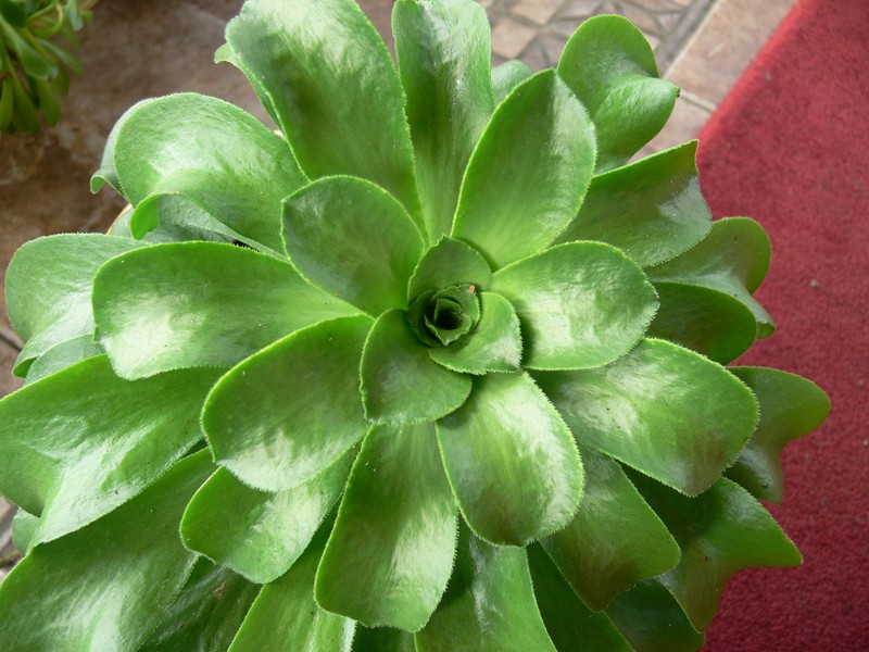 Aeonium glutinosum