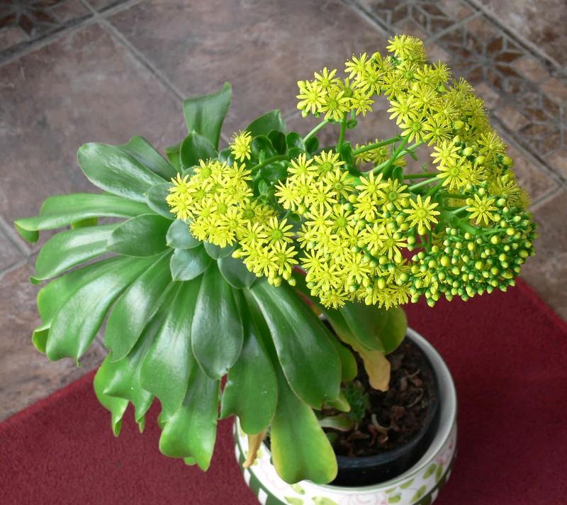 Aeonium glutinosum photo 6