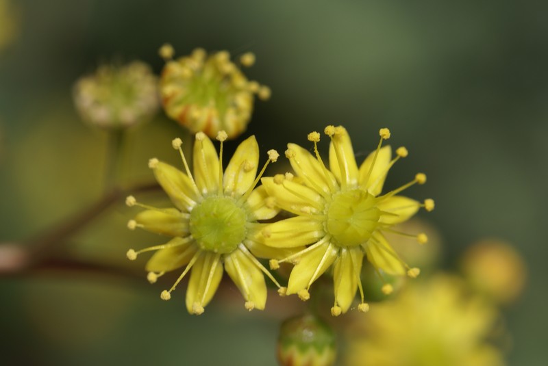 Aeonium glutinosum photo 7
