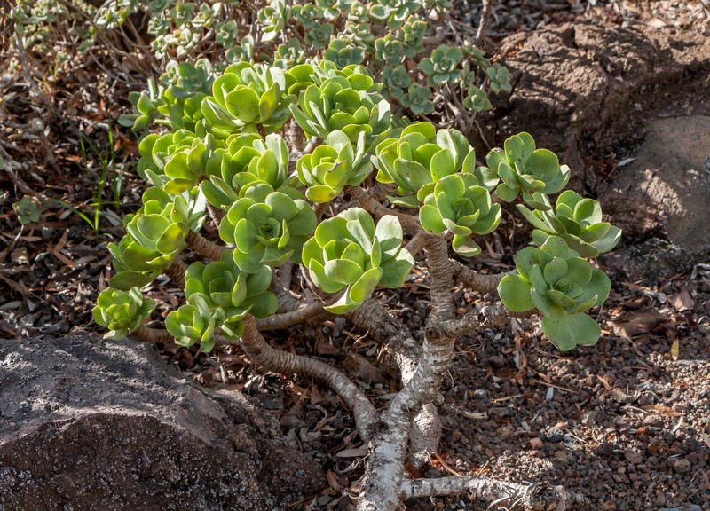 Aeonium glutinosum photo 8