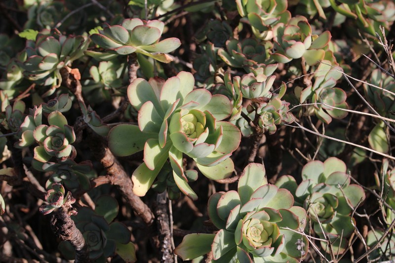 Aeonium gomerense