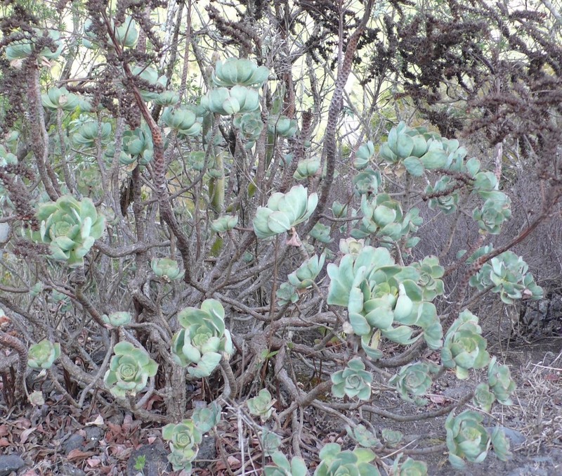 Aeonium gomerense photo 2