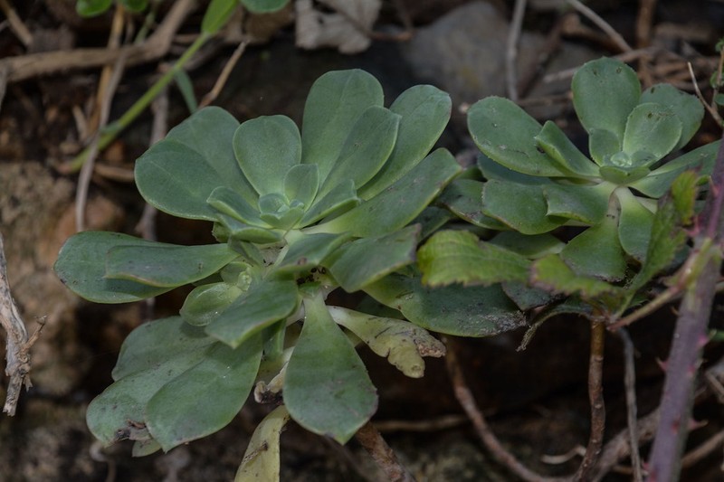 Aeonium gomerense photo 5