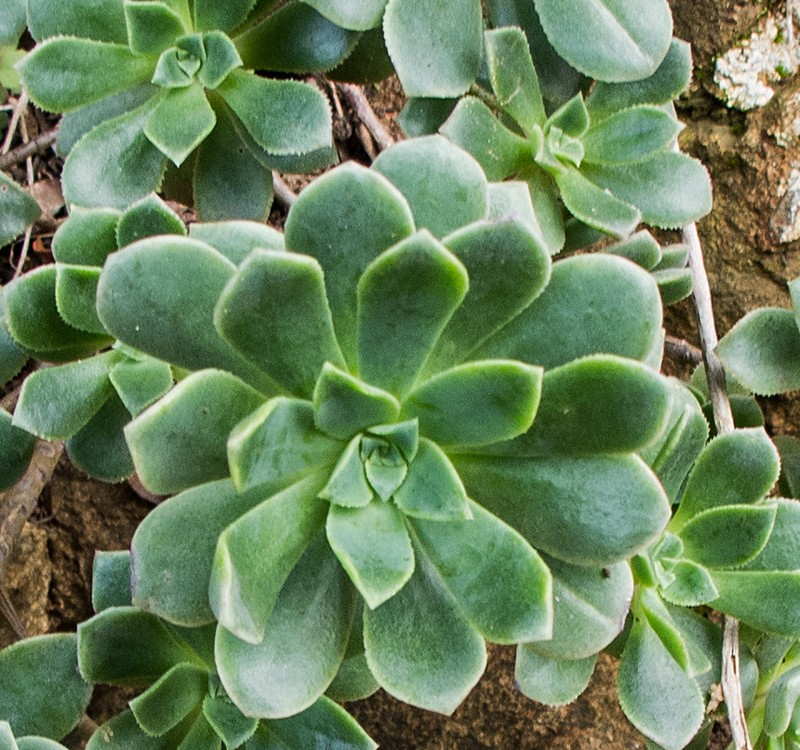 Aeonium gomerense photo 6