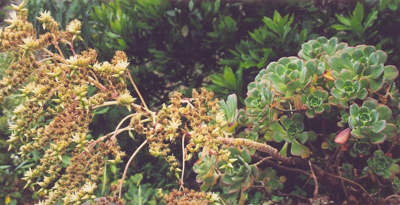 Aeonium gomerense photo 7