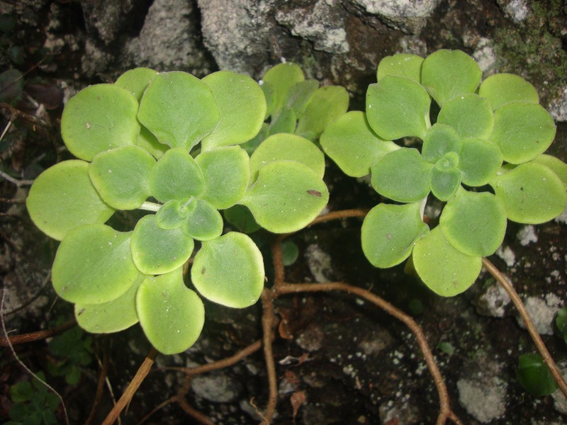Aeonium goochiae
