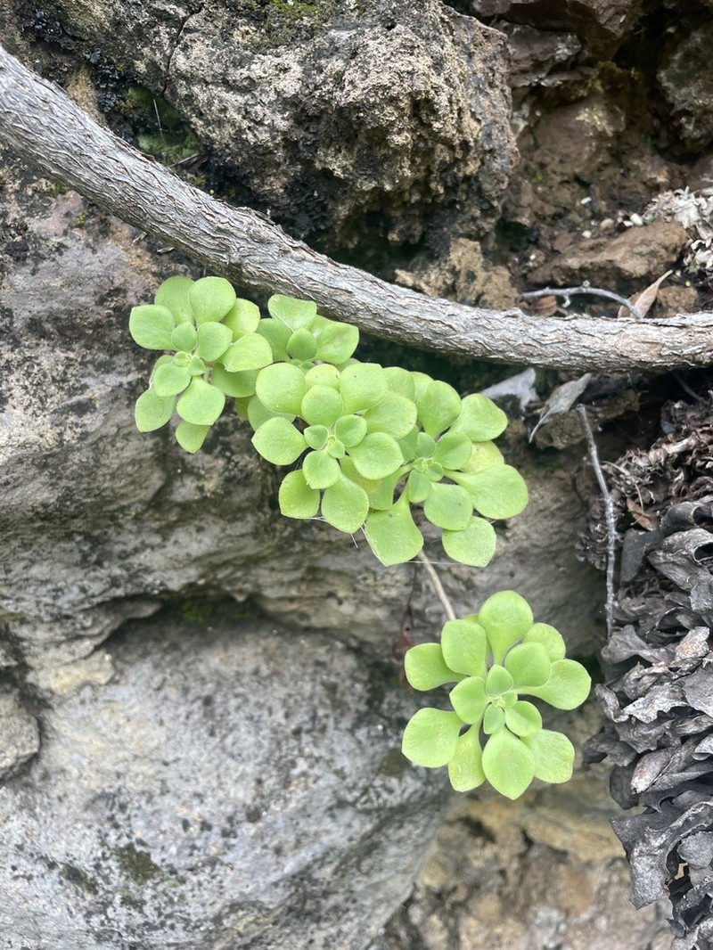Aeonium goochiae photo 2