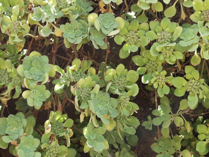 Aeonium goochiae photo 3