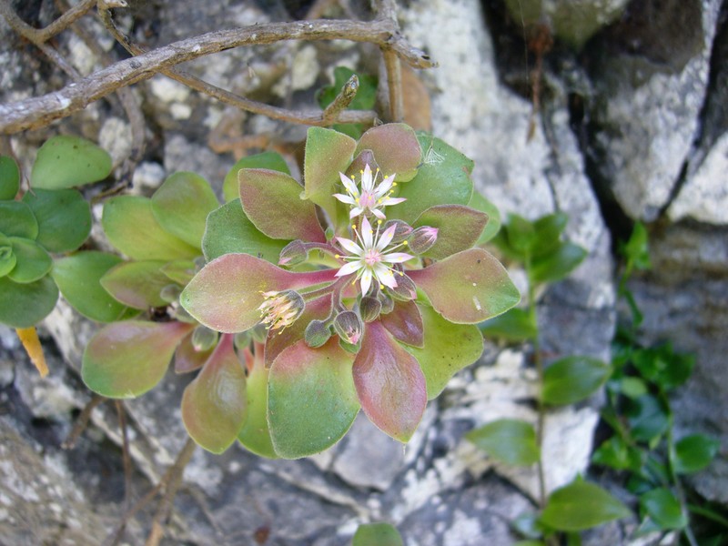 Aeonium goochiae photo 4