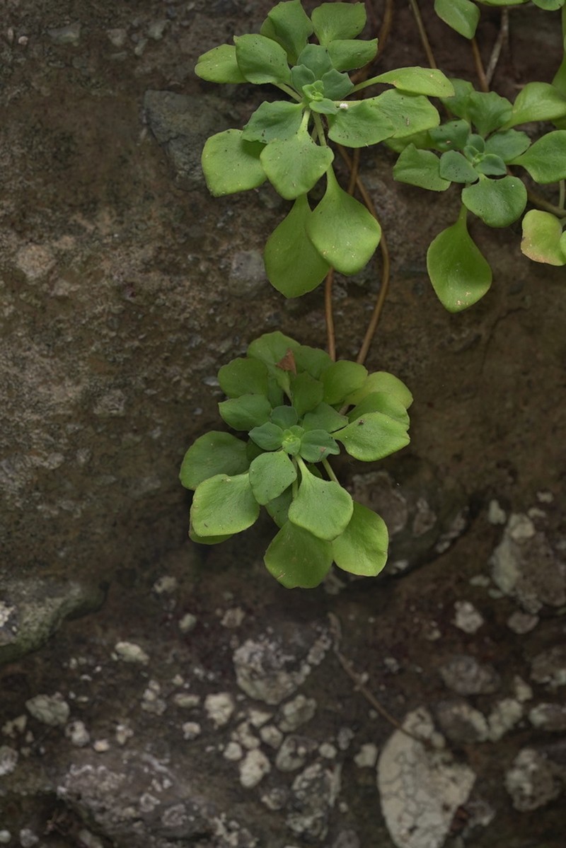 Aeonium goochiae photo 6