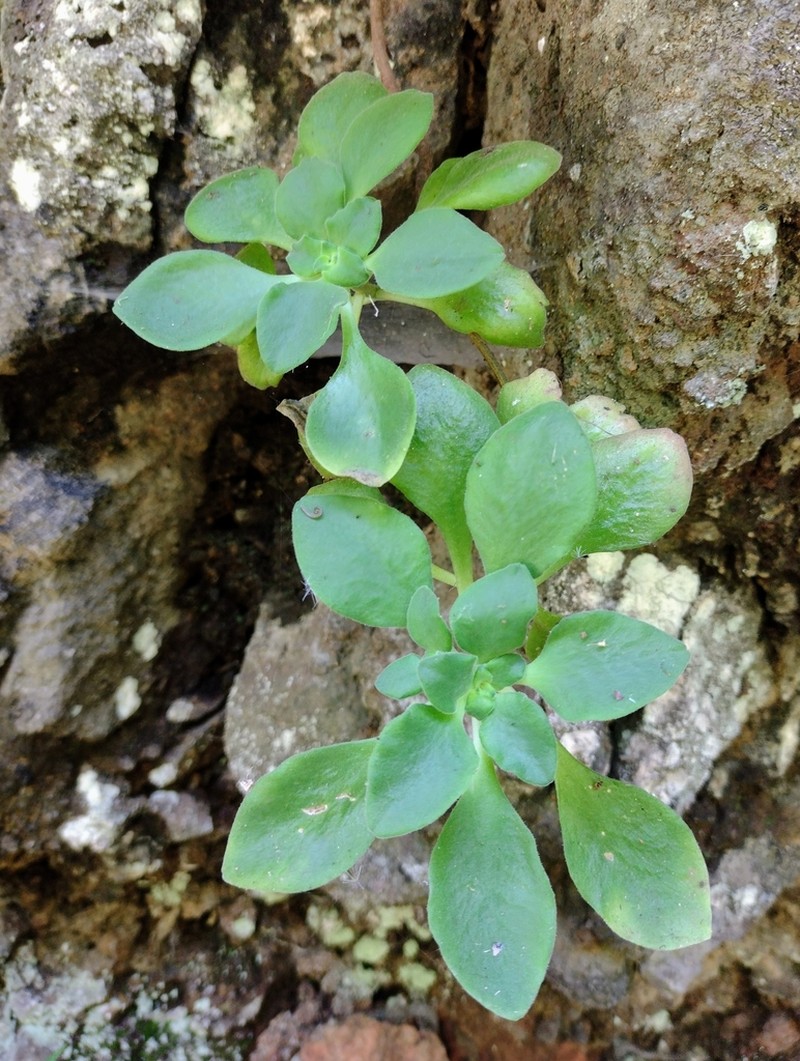Aeonium goochiae photo 7