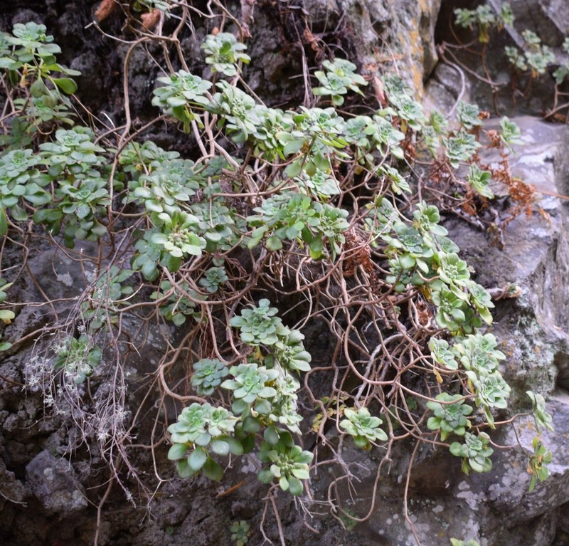Aeonium goochiae photo 8