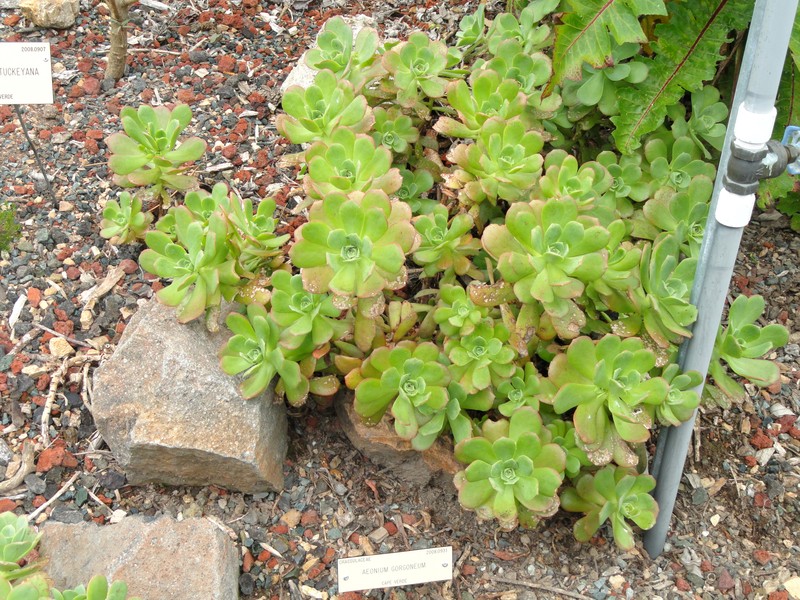 Aeonium gorgoneum