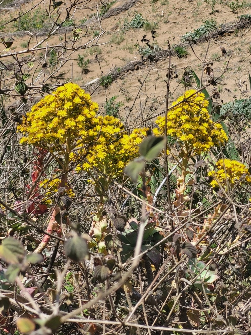 Aeonium gorgoneum photo 2