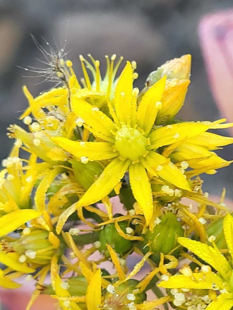 Aeonium gorgoneum photo 3