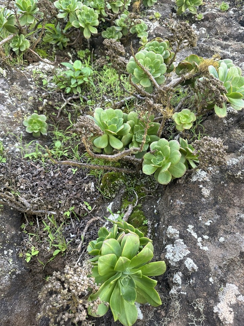 Aeonium gorgoneum photo 4