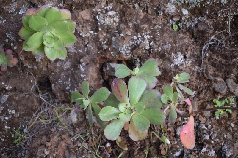 Aeonium gorgoneum photo 5