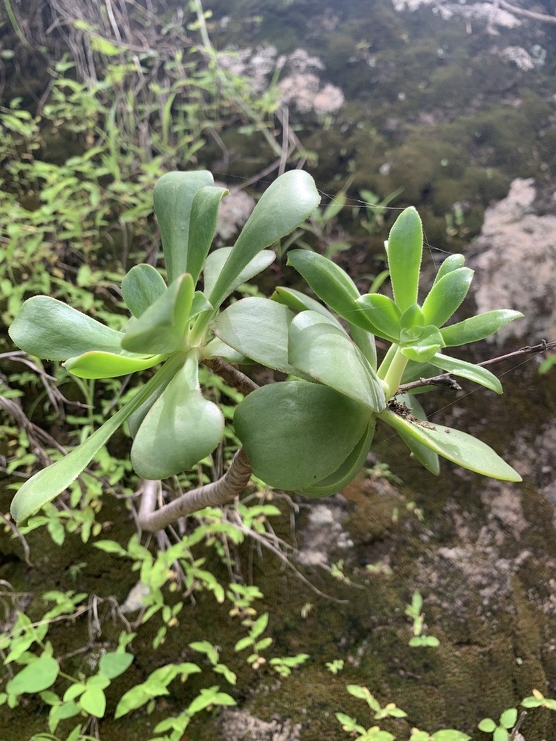 Aeonium gorgoneum photo 6
