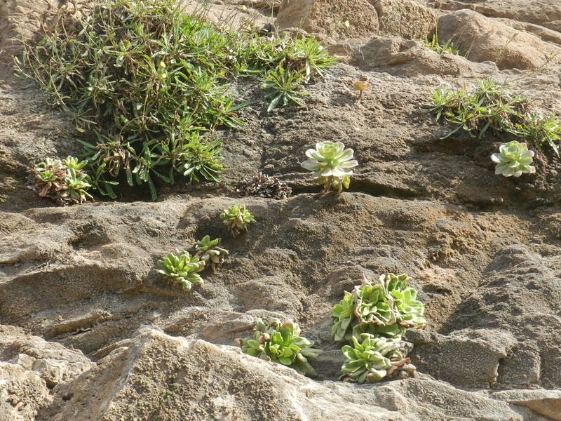 Aeonium gorgoneum photo 8