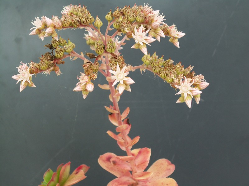 Haworth's Aeonium photo 2