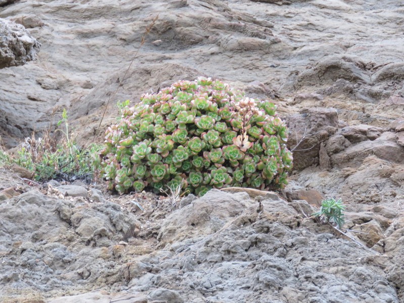 Haworth's Aeonium photo 3