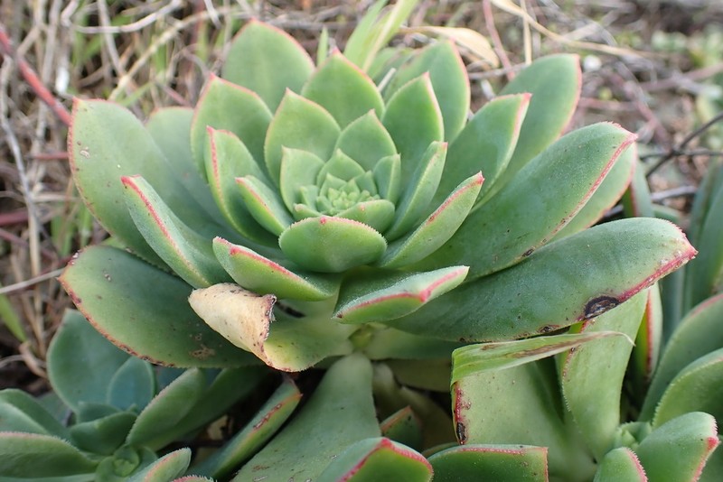 Haworth's Aeonium photo 4