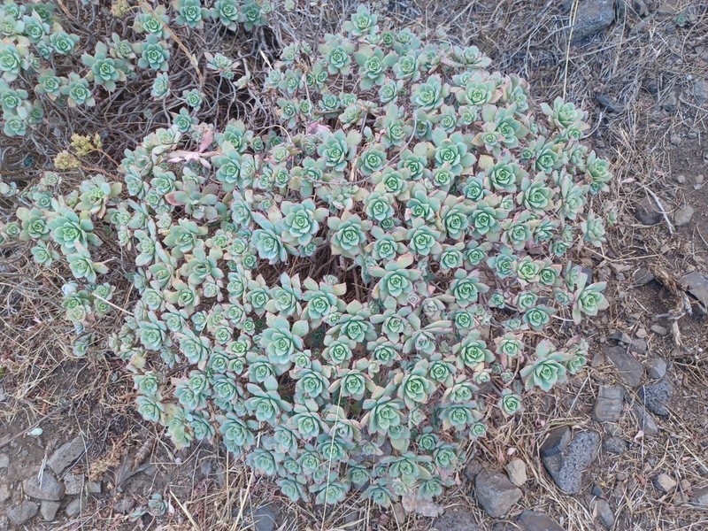 Haworth's Aeonium photo 5