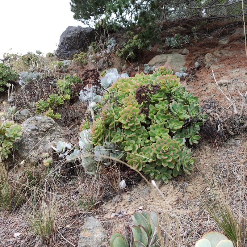 Haworth's Aeonium photo 6