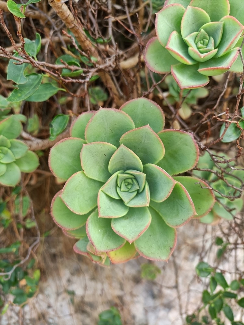 Haworth's Aeonium photo 7