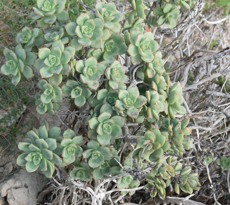 Haworth's Aeonium photo 8