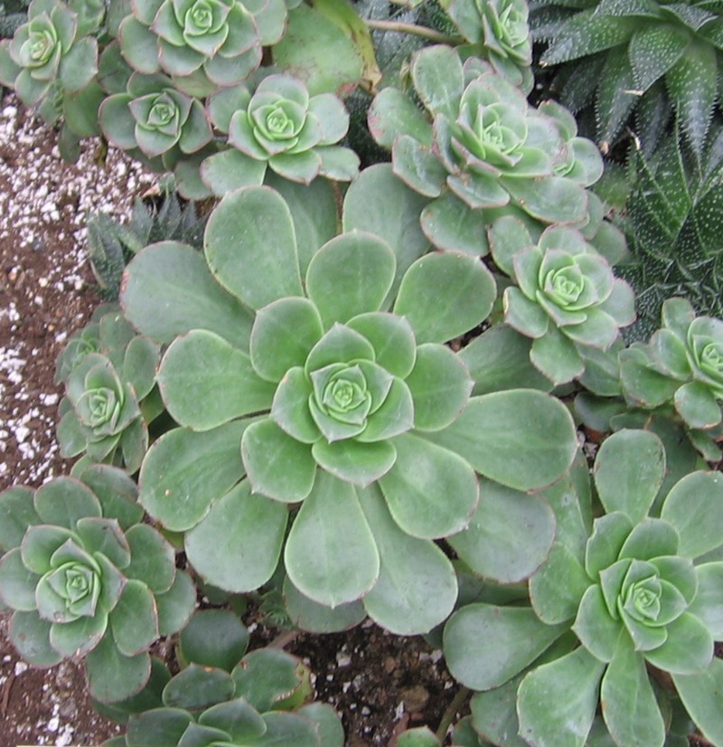 Haworth's Aeonium