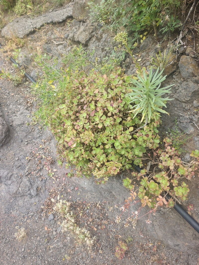 Aeonium haworthii subsp. volkeri
