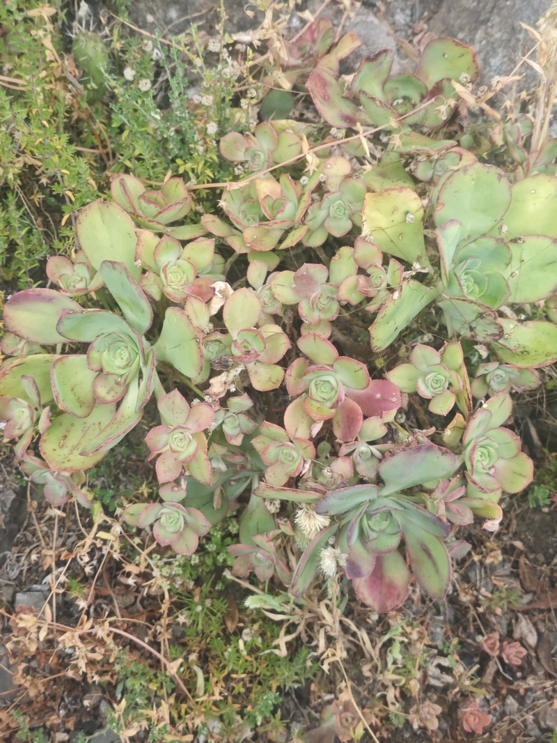 Aeonium haworthii subsp. volkeri photo 2