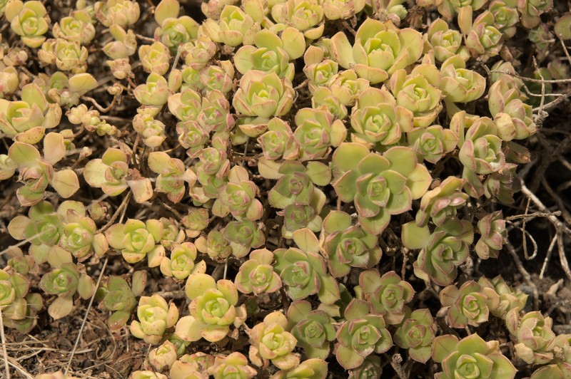 Aeonium haworthii subsp. volkeri photo 3