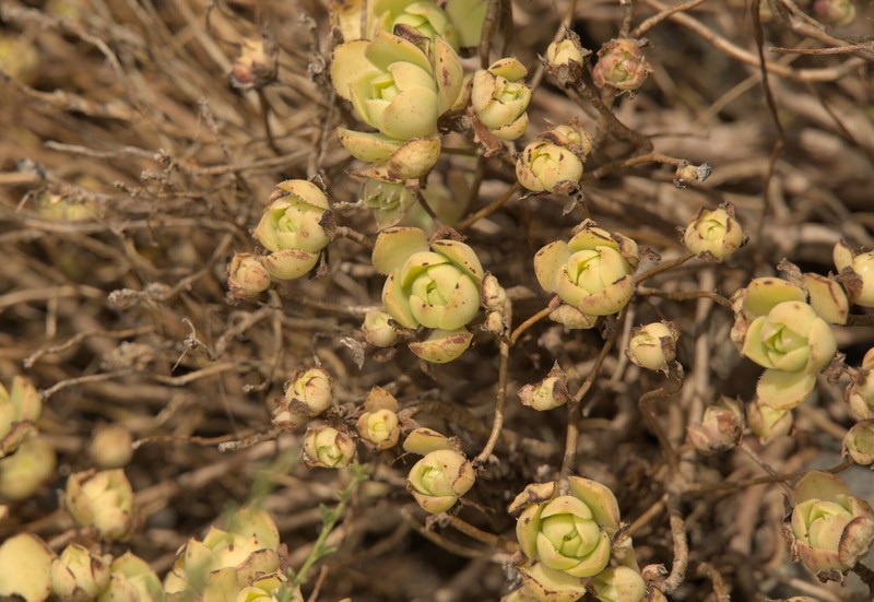 Aeonium haworthii subsp. volkeri photo 4