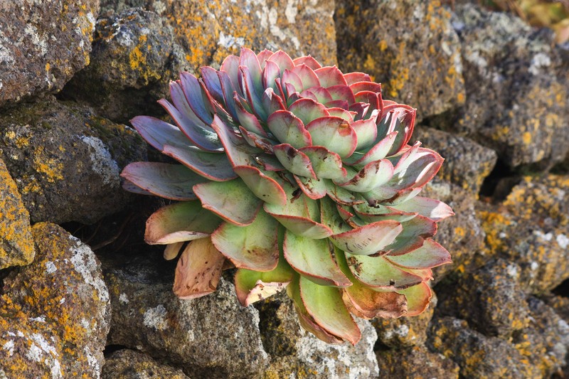 Aeonium hierrense photo 2