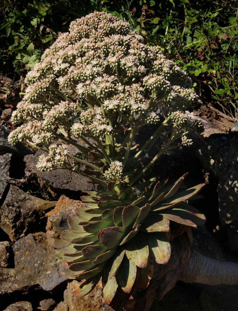 Aeonium hierrense photo 3