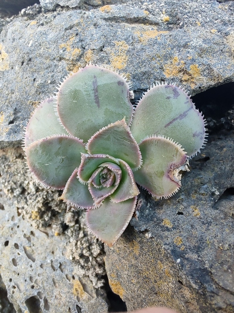 Aeonium hierrense photo 4
