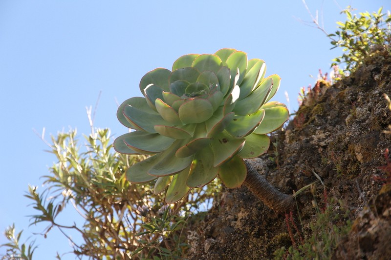 Aeonium hierrense photo 5