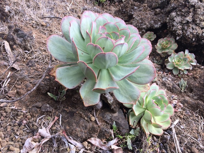 Aeonium hierrense photo 6