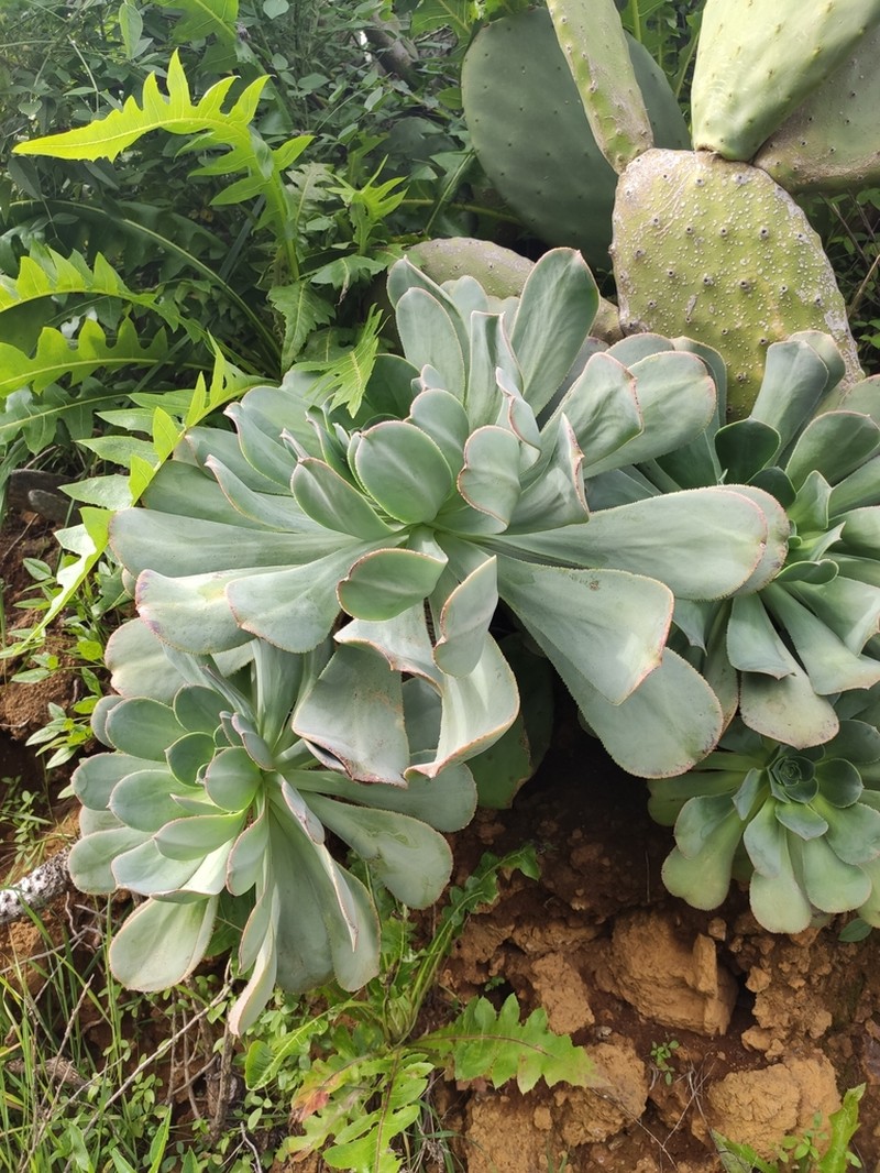 Aeonium hierrense photo 8