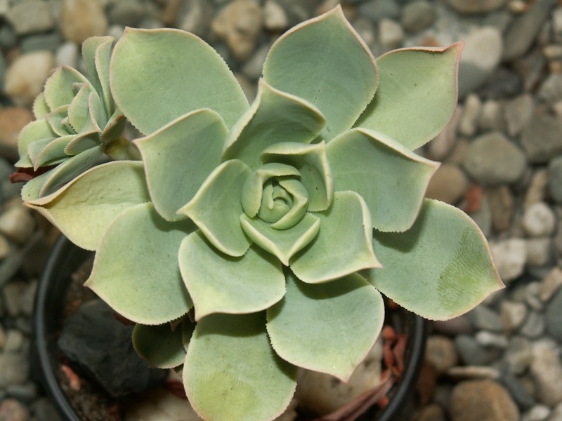 Aeonium lancerottense